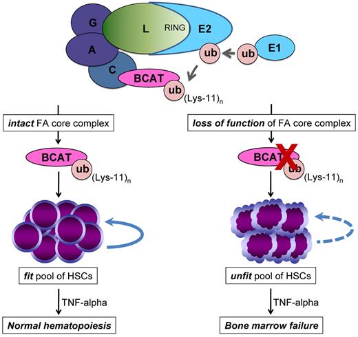 Figure 7. Proposed model based on our finding that FANCL ubiquitinates β-catenin and enhances its nuclear function. Here we show that FANCL ubiquitinates β-catenin with mixed ubiquitin chain extension involving lysine-11 and this small pool of β-catenin is not targeted for ubiquitin-proteosome degradation but has enhanced activity at Wnt-responsive elements. We propose that the loss-of-function of the FA core complex, specifically FANCL, leads to a reduced pool of active β-catenin modified by lysine-11 ubiquitin chain extension. As a result, there is diminished Wnt/β-catenin signaling in FA HSCs. This molecular defect leads to reduced regenerative capacity and self-renewal of FA HSCs and defines an unfit pool of HSCs susceptible to malignant clonal evolution, especially in the presence of a selective pressure such as TNF-α.24,62