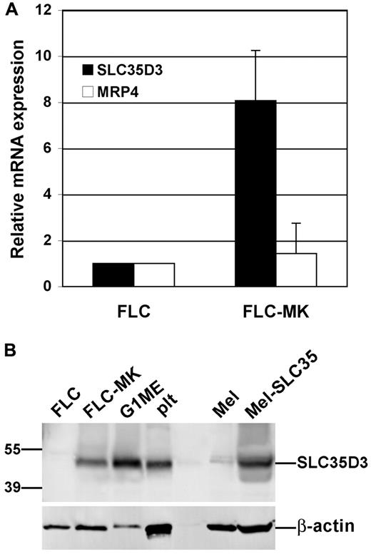 Figure 1. Slc35d3 expression is up-regulated during megakaryocytoid differentiation. (A) Quantitative real-time RT-PCR analysis of mRNA from undifferentiated FLCs (day 0) and FLC-derived MKs (FLC-MK) isolated 8 days after stimulation in culture with Tpo. mRNA levels for Slc35d3 and Mrp4 are normalized to 1 for FLC and internally controlled by Gapdh levels. (B) Immunoblot analysis of indicated cells or cell lines with affinity-purified anti-SLC35D3 Ab (top) or anti-actin Ab (bottom) as a control. Mel and Mel-SLC35 represent melan-Ink4a melanocytic cells that were untreated or transduced with retrovirus to express mouse SLC35D3 as negative and positive controls, respectively. Plt indicates platelets isolated from C57BL/6J mice. Only the relevant region of each gel is shown. Positions of molecular weight markers are shown on the left, and the specific SLC35D3 and actin bands are indicated by lines on the right.