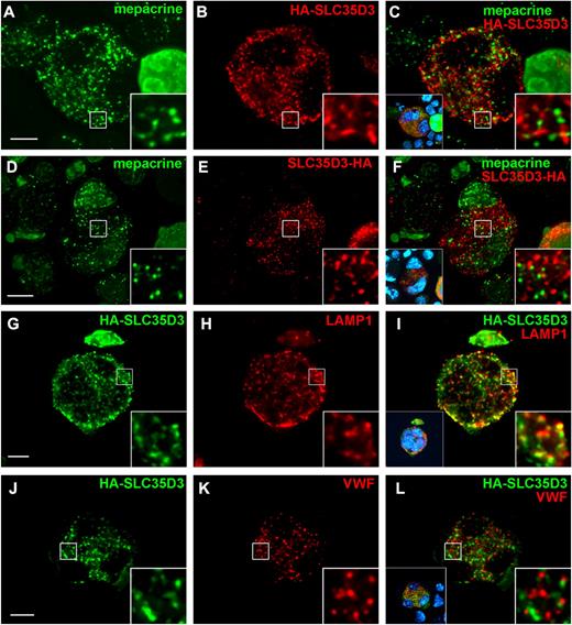 Figure 2. SLC35D3 is largely absent from α-granules, dense granule precursors, and lysosomes in G1ME cells. G1ME cells were doubly infected with recombinant retroviruses expressing GATA-1 and SLC35D3 labeled at either the N-terminus (HA-SLC35D3) or C-terminus (SLC35D3-HA) with HA11 epitope and analyzed 4 days later by IFM and volume deconvolution using Volocity. (A-F) Differentiated G1ME cells were incubated with mepacrine (green) for 30 minutes, then the cells were permeabilized with SLO, fixed, and stained with Ab to the HA tag (red). (I-L) Fixed and permeabilized G1ME cells expressing HA-SLC35D3 were labeled with Abs to HA (green) and either LAMP1 (G-I) or VWF (J-L; red). Right insets show 5-fold magnification of boxed regions; left insets in panels C, F, I, and L, nondeconvolved images with nuclear labeling (blue). Scale bar indicates 10 μm.