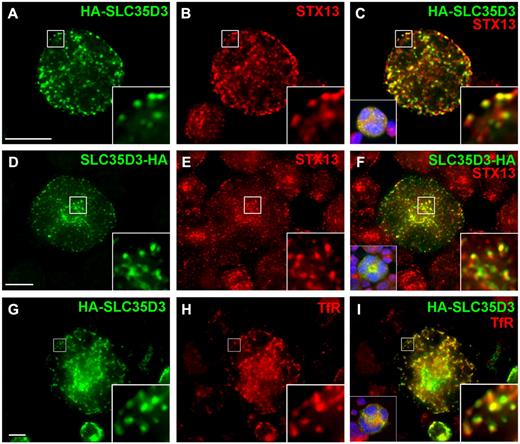 Figure 3. SLC35D3 is enriched in early endosomes in G1ME cells. G1ME cells were doubly infected with recombinant retroviruses expressing GATA-1 and HA-SLC35D3 or SLC35D3-HA and analyzed 4 days later by deconvolution IFM as in Figure 2. Epitope-tagged SLC35D3 (green) was labeled with anti-HA and early endosomes (red) were labeled with Abs to STX13 (A-F) or transferrin receptor (TfR; G-I). Right insets are 5-fold magnification of boxed regions; left insets in panels C, F, and I, nondeconvolved images with nuclear labeling (blue). Scale bar indicates 10 μm.