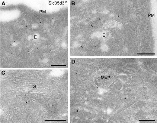 Figure 4. IEM analysis defines the SLC35D3-containing structures in G1ME cells as tubulovesicular endosomes. Large, multinucleated G1ME cells that had been doubly infected with GATA-1– and HA-SLC35D3–encoding retroviruses were enriched by fractionation on a BSA density gradient, then fixed and processed for IEM. Ultrathin cryosections were immunogold labeled with anti-HA Abs and 10-nm protein A gold. (A) Label is shown in vacuolar (E) and tubulovesicular structures near the plasma membrane (PM). (B-D) Immunogold-labeled tubulovesicular structures were frequently observed in close apposition to characteristic early endosomal vacuoles (E) with few luminal vesicles (B), near the Golgi (G) complex (C), and near MVBs (D). MVBs themselves were only occasionally labeled. Scale bars indicate 200 nm.