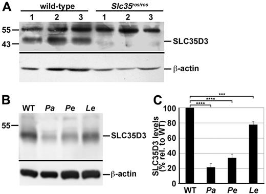 Figure 6. SLC35D3 is depleted in platelets from ash-Roswell mice and mouse models of HPS2 and HPS9, but not of HPS4. Lysates of platelets isolated from wild-type and disease model platelets were fractionated by SDS-PAGE and analyzed by immunoblotting with Abs to SLC35D3 or to actin as a control. Relevant regions of the immunoblot are shown with positions of molecular weight markers (left) and specific SLC35D3 and actin bands indicated by lines (right). (A) SLC35D3 (detected with unfractionated antiserum) is absent from Slc35d3ros/ros platelets. Lysates from platelets isolated from 3 control C3H/HeSnJ (wild-type) and 3 Slc35d3ros/ros mice were analyzed. Note that background bands (Mr approximately 55 000) were present in all lysates. (B) SLC35D3 (detected with affinity-purified Ab) is reduced in platelets of HPS2 and HPS9 mouse models. Lysates of platelets from wild-type C57BL/6J and congenic pallid (Pa; BLOC-1–deficient HPS9 model), pearl (Pe; AP-3–deficient HPS2 model), and light ear (Le; BLOC-3–deficient HPS4 model) mice were analyzed. Note the marked depletion of SLC35D3 from both pallid and pearl, but not light ear platelets. (C) SLC35D3 band intensities were measured from at least 3 replicates of blots as in panel B, normalized to actin levels for each lysate, and then expressed as the percentage (mean ± SD) of the mean normalized value for wild-type lysates. The normalized values for HPS models were evaluated relative to normalized wild-type by unpaired 2-tailed Student t test. ****P < .0005; ***P < .001.