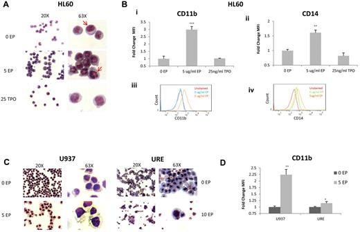 Figure 2. EP induces differentiation of leukemia cell lines. (A) Representative morphology of HL60 cells treated for 72 hours without EP, with EP, or with TPO shown at 20× (left panel) and 63× (right panel). Cells treated with EP portray reorganization of the nuclear contents compared with untreated cells (red arrows) and cells treated with TPO. (B) The fold change of FACS MFI ± SD (n = 3) of CD11B expression (i) and CD14 (ii) in HL60 cells treated with the above conditions relative to untreated cells for 72 hours. *P < .05; **P < .01; ***P < .001. FACS analysis of CD11B expression (iii) in untreated HL60 cells (blue line) versus cells treated with 5 μg/mL of EP (orange line) for 72 hours. FACS analysis of CD14 expression (iv) in untreated HL60 cells (green line) versus cells treated with 5 μg/mL of EP (orange line) for 72 hours. CD11B and CD14 are overexpressed with EP treatment. (C) Representative morphology of U937 cells and URE cells treated for 72 hours under the above conditions. U937 cells treated with EP demonstrate increased size with increased vacuoles in the cytoplasm. (D) The fold change of FACS MFI ± SD (n = 3) of CD11B expression in U937 cells and URE cells treated with or without EP for 72 hours. *P < .05; **P < .01.