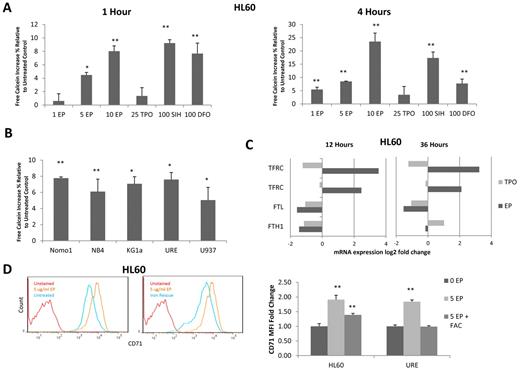 Figure 3. EP depletes intracellular iron in leukemia cell lines. (A) HL60 cells were labeled with a 0.25μM concentration of the intracellular iron-chelating dye calcein-AM for 5 minutes. Cells were washed then treated with 0 μg/mL of EP, 5 μg/mL of EP, 10 μg/mL of EP, 25 ng/mL of TPO (− control), 100μM SIH (+ control), or 100μM DFO (+ control) for 1 hour (left panel) or 4 hours (right panel) at 37°C and cells were analyzed by FACS. Data represent the change in the MFI ± SD (n = 3) compared with untreated HL60 cells *P < .05; **P < .01; ***P < .001. (B) Five leukemia/lymphoma cell lines were labeled with calcein-AM and then treated with 5 μg/mL of EP for 4 hours. Cells were analyzed by FACS. Data represent the change in the MFI± SD (n = 3) compared with untreated cells. (C) The fold change variation of gene expression in HL60 cells treated with 3 μg/mL of EP or 100 ng/mL of TPO for 12 hours (left panel) or 36 hours (right panel) relative to untreated cells. EP up-regulated the transferrin receptor (TFRC) and down-regulated the ferritin light chain (FTL) and heavy chain (FTH1). (D) FACS analysis of CD71 expression in untreated HL60 cells (blue line) versus cells treated with 5 μg/mL of EP (orange line) for 24 hours (left panel). FACS analysis of CD71 expression in HL60 cells treated with 5 μg/mL of EP (orange line) versus cells preloaded with 500 μg/mL of ferric ammonium citrate (FAC) for 24 hours and then treated with 5 μg/mL of EP (blue line) for 24 hours (middle panel). FACS MFI ± SD (n = 3) of CD71 expression in HL60 cells and URE cells untreated, treated with 5 μg/mL of EP, or preloaded with 500 μg/mL of ferric ammonium citrate followed by treatment with 5 μg/mL of EP for 24 hours (right panel). P value (by t test) represents the difference in MFI between treated and untreated cells *P < .05; **P < .01; ***P < .001. CD71 is overexpressed in response to EP treatment and expression is decreased when cells are preloaded with iron.