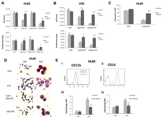 Figure 4. EP-induced cell death is iron dependent. (A) HL60 cells were untreated or treated with 5 μg/mL of TPO, 25 ng/mL of EP, or 100u DFO for 72 hours preloaded or not with 500 μg/mL of ferric ammonium citrate (FAC) for 24 hours. Cell viability was measured by cell counts with trypan blue exclusion (top panel) and MTS assays (bottom panel) performed at 72 hours. Data represent the means ± SD of viable cells performed in triplicate. P values represent the difference between iron-loaded and noniron-loaded cells. *P < .05; **P < .01. (B) URE−/− cells were untreated or treated with 5 or 10 μg/mL of EP for 72 hours preloaded or not with 500 μg/mL of ferric ammonium citrate for 24 hours. Cell viability was measured by cell counts with trypan blue exclusion (top panel) and MTS assays (bottom panel) performed at 72 hours. Data represent the means ± SD of viable cells performed in triplicate. P values represent the difference between iron-loaded and noniron-loaded cells. *P < .05; **P < .01; ***P < .001. (C) HL60 Cells were incubated in 10μM Cell Tracker Orange for 30 minutes, washed, and analyzed by FACS. Cells were treated without EP, with 5 μg/mL of EP, or were preloaded with 500 μg/mL of ferric ammonium citrate and then treated with or without 5 μg/mL of EP. FACS analysis was performed at 72 hours. The percent change in FACS MFI ± SD (n = 3) of Cell Tracker Orange labeled HL60 cells treated with 5 μg/mL of EP with or without iron preload relative to untreated cells, corrected for hours 0 MFI. The P value represents the difference between the MFI of the iron-preloaded cells treated with EP and the cells treated with EP without iron preload. *P < .05; **P < .01. EP slows cell division in HL60 cells and cell division is rescued by preloading cells with iron. (D) Representative morphology of HL60 cells treated for 72 hours under the above conditions shown at 20× (left panel) and 63× (right panel). HL60 cells preloaded with iron and subsequently treated with EP display less segmented nuclei than EP-treated cells without iron (cells with increased nuclear segmentation are indicated by arrows). (E) FACS analysis of CD11b expression (i) in HL60 cells treated with 5 μg/mL of EP (orange line) versus cells preloaded with 500 μg/mL of ferric ammonium citrate (FAC) for 24 hours and then treated with 5 μg/mL of EP (blue line) for 72 hours. FACS analysis of CD14 expression (ii) in HL60 cells treated with 5 μg/mL of EP (orange line) versus cells preloaded with 500 μg/mL of FAC for 24 hours and then treated with 5 μg/mL of EP (blue line) for 72 hours. CD11b and CD14 are overexpressed with EP treatment and rescued by preloading cells with iron. The fold change of FACS MFI ± SD (n = 3) of CD11b expression (iii) and CD14 (iv) in HL60 cells preloaded with 500 μg/mL of FAC and then treated with 5 μg/mL of EP compared with cells treated with 5 μg/mL of EP without iron load is shown. P values represent the difference between iron-loaded and noniron-loaded cells. *P < .05; **P < .01.
