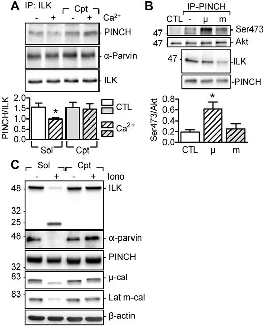 Figure 4. Effect of calpain activation on ILK. (A) Effect of Ca2+ with or without calpeptin (Cpt, 10μM) on the association of PINCH and α-Parvin with ILK. (B) Effect of purified μ- and m-calpain on the ability of PINCH-ILK complexes to phosphorylate Akt (on Ser-473) in washed human platelets. (C) Consequences of calpain activation by ionomycin (Iono, 1μM) on the levels of ILK, α-Parvin, and PINCH in washed human platelets. Identical results were obtained in 4 additional experiments. The graphs summarize data obtained with 5-6 subjects per group. *P < .05 versus CTL/Sol.