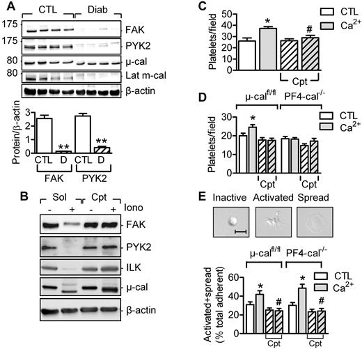 Figure 5. Role of calpain in platelet adhesion and spreading. (A) Levels of FAK and PYK2 in washed platelets from healthy subjects (CTL) and from patients with type 2 diabetes (Diab/D) and activated μ- and m-calpain. (B) FAK, PYK2, and ILK are calpain substrates in vitro. Washed human platelets were treated with either solvent or ionomycin in the absence (Sol) and presence of calpeptin (Cpt, 10μM). (C) Adherence of human platelets pre-treated with and without Ca2+ in the absence or in the presence of calpeptin (Cpt) to fibronectin-coated slides. (D) Adherence of platelets from μ-calfl/fl or PF4-μ-Cal−/− mice pretreated with and without Ca2+ in the absence or in the presence of calpeptin (Cpt). (E) Effect of calpain inhibition on numbers of activated and spread platelets after stimulation of washed platelets from μ-calfl/fl and PF4-μ-Cal−/− mice with Ca2+ in the absence or in the presence of calpeptin (Cpt). The graphs summarize data obtained in platelets from 4-5 subjects or 6-9 animals per group. *P < .05; **P < .01 versus control; #P < .05 versus Ca2+-stimulated platelets without calpeptin.