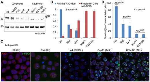Figure 1. A3G expression correlates with DSB repair efficiency and survival after IR. (A) Western blot showing A3G protein level in lymphoma and leukemia cell lines. α-tubulin was used as a loading control. Molecular weights (kDa) are indicated on the left. (B) Cells were exposed to γ-radiation (4 Gy) and stained after 8 hours with anti-A3G and anti–γ-H2AX antibodies. The fraction of cells containing DSBs according to γ-H2AX staining is plotted against relative A3G expression measured in panel A. Values represent mean ± SD from 3 independent experiments and at least 10 different fields for each cell line analyzed. (C) Cells were exposed to γ-radiation and stained after 24 hours with anti-A3G and anti–γ-H2AX antibodies. Nuclei were counterstained with DAPI (original magnification ×630). CL indicates cutaneous lymphoma; BL, Burkitt lymphoma; DLBCL, diffuse large B-cell lymphoma; T-LL, T lymphoblastic leukemia; and ALL, acute lymphocytic leukemia. (D) Cells were exposed to γ-radiation (4 Gy) or mock and counted after 7 days. Cell survival was calculated as percentage of trypan blue-negative irradiated cells out of nonirradiated cells. Values represent mean ± SD from 2 independent experiments.