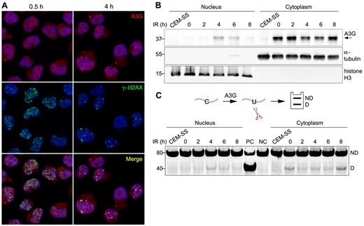 Figure 2. A3G is recruited to DSB repair foci. (A) H9 cells were irradiated (4 Gy) and probed with anti-A3G and anti-γ-H2AX antibodies at the indicated times. Nuclei were counterstained with DAPI. (B) Irradiated cells were harvested at the indicated times after IR and A3G content in nuclear and cytoplasmic fractions was assessed by Western blotting. α-tubulin and histone H3 were used as cytoplasmic and nuclear markers, respectively. CEM-SS cells not expressing A3G were used as a negative control. Molecular sizes (kDa) are indicated. (C, top): Scheme of the cytidine deamination assay in which C > U deamination in an oligonucleotide forms a restriction enzyme cleavage site after PCR amplification. ND indicates not deaminated; and D, deaminated. (Bottom): Cytidine deaminase activity in extracts of nuclear and cytoplasmic fractions was assessed by incubation with an oligonucleotide substrate containing a single A3G CCC target site (SEco, 80 nt) for 30 minutes at 37°C. DNA sizes (bp) are indicated on the left. PC indicates positive control oligonucleotide; and NC, negative control oligonucleotide.