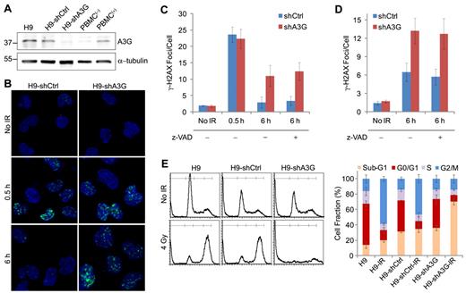 Figure 3. A3G is required for DSB repair in H9 lymphoma cells. (A) Western blot showing A3G cellular protein level. PBMC(−) and PBMC(+), naive, and phytohemagglutinin-activated peripheral blood mononuclear cells, respectively. α-tubulin was used as a loading control. Molecular weights (kDa) are indicated on the left. (B) Cells were irradiated (4 Gy) or mock-irradiated and stained with anti–γ-H2AX antibody. A3G knockdown or control H9 (C) or ARH-77 (D) cells were preincubated with 20μM z-VAD-fmk or mock for 1 hour and treated as in panel B. Values represent mean ± SD from 3 independent experiments and at least 10 different fields for each time point analyzed. (E) Cell-cycle analysis after IR. (Left): Irradiated (4 Gy) or mock-irradiated (No IR) cells were stained after 20 hours with propidium iodide, and DNA content was determined by FACS (10 000 acquired events). (Right): Values represent mean ± SD from 3 independent experiments.