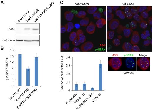 Figure 4. A3G-mediated DSB repair is cytidine deaminase dependent. (A) Immunoblot of A3G in SupT11 cells stably expressing an EV control, wild-type A3G, or A3G E259Q catalytic mutant. α-tubulin was used as a loading control. (B) Quantification of γ-H2AX foci in SupT11 cells 24 hours after IR (4 Gy). Values represent mean ± SD from 2 independent experiments and at least 10 different fields. (C) H9 cells were incubated for 2 hours with the indicated Vif-derived peptides, irradiated (4 Gy) or mock-irradiated (No IR), and stained after 8 hours with anti-A3G and anti–γ-H2AX antibodies. Nuclei were counterstained with DAPI. (Bottom) Values represent mean ± SD from 2 independent experiments and at least 10 different fields. (Inset) Magnification of an irradiated cell preincubated with Vif25-39.
