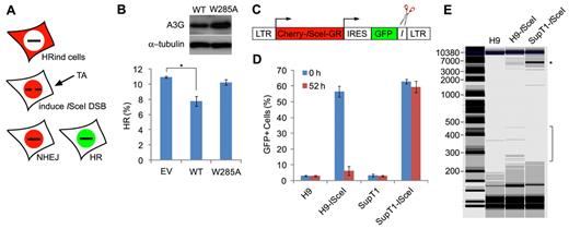 Figure 5. A3G mediates deletional repair of a persistent ISceI-induced DSB. (A) Scheme of the DR-GFP HR reporter assay.23 Repair of ISceI-induced DSB by HR reconstitutes the expression of functional GFP. (B) HRind cells were transfected with an EV, A3G (WT), or A3G W285A expression plasmids and induced with TA for 52 hours. GFP expression was measured by FACS. Transfection yield was 55% to 60%, as determined by cotransfection with DsRed expression plasmid. Expression of A3G and A3G W285A was evaluated by Western blot (top). Values represent mean ± SD from 3 independent experiments. *P = .007 (unpaired t test). (C) ISceI-expressing lentiviral vector containing long terminal repeats (LTRs), internal ribosomal entry site (IRES), and ISceI target sequence (I) adjacent to GFP. (D) H9 or SupT1 cells were infected with lentiviruses containing the ISceI vector or mock and assessed 48 hours later for GFP+ cells by FACS (0 hours). Cells were sorted again 52 hours after induction of ISceI with TA (52 hours). Values represent mean ± SD from 3 independent experiments. (E) Genomic DNA was extracted from mock- or ISceI lentivirus-infected H9 or SupT1 52 hours after ISceI induction with TA. *Analysis of PCR amplification of a 5900-bp fragment using vector specific primers was performed by a Bioanalyzer. DNA marker (M) sizes are indicated (kb).