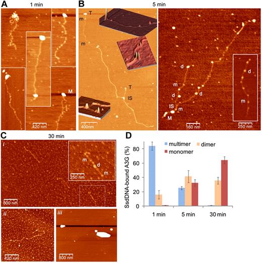 Figure 6. A3G multimers interact with ssDNA termini and mediate interstrand synapsis. (A-C) AFM images showing binding of purified 293T cell–derived A3G-His6 to LC ssDNA (A3G multimer:ssDNA molar ratio ∼ 1:1) after 1 minute (A), 5 minutes (B), and 30 minutes (Ci-ii) incubation on ice. (B) Insets: Three-dimensional representations of parts of the 2D image (orientation has been tilted for clarity). (Ci) Inset: magnification of dashed box area. (Ciii) A3G was incubated in the absence of ssDNA. M indicates A3G multimer; d, dimer; m, monomer; T, A3G multimer associated with ssDNA terminus; and IS, ssDNA interstrand synapse. (D) Quantitation of A3G-ssDNA complexes. Data are represented as mean ± SD from at least 10 different fields for each time point.