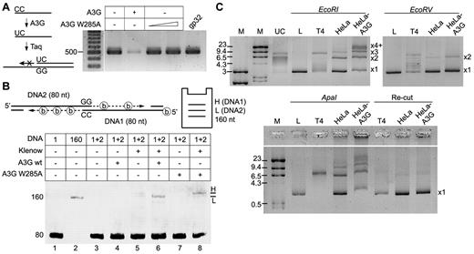 Figure 7. A3G promotes end joining of ssDNA overhangs. (A) Terminal cytidine deamination by purified A3G was determined by a DNA polymerase primer extension assay. A primer with 3′-terminal CC was incubated with A3G or A3G W285A mutant and used for PCR amplification of a target sequence. T4 gp32 ssDNA binding protein was used as control. DNA size is indicated on the left (bp). (B) Terminal ssDNA joining was assessed in a polymerase extension assay. (Top) Schematic depiction of the assay, including expected product migration by PAGE. Thirty biotinylated ATP molecules (shown as circled “b”) are incorporated in the DNA1 extension product (H, high), and only 21 in the DNA2 extension product (L, low). (Bottom) Denaturing urea-PAGE image showing ssDNA extension products using oligonucleotides with GG/CC terminal microhomology. ssDNA sizes (nt) and lane numbers are indicated to the left and below the image. (C) Plasmid-based NHEJ assay. HeLa or HeLa-A3G whole-cell extracts were incubated with pBluescript plasmid linearized with EcoRI, EcoRV, or ApaI restriction enzymes. (Bottom) End-joining products were restricted with ApaI (Re-Cut). Product sizes of joint linear plasmid (L) are indicated to the right of each PAGE image, as described in the text. UC indicates uncut plasmid; and T4, T4 DNA ligase-positive control. DNA marker (M) sizes are indicated (kb).