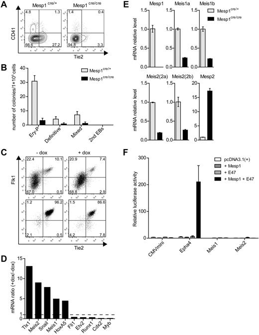 Figure 1. Mesp1 induces a subset of hematopoietic-associated transcription factors in ES cell–derived hemogenic endothelium. (A) ES cells derived from control heterozygous Mesp1cre/+ mice (Mesp1cre/+) or homozygous Mesp1-deficient Mesp1cre/cre mice (Mesp1cre/cre), as described previously,24 were differentiated as EBs for 6 days and analyzed by FACS. Shown are 2-parameter histograms for expression of CD41 and Tie2. Numbers indicate the percentage of cells in the indicated quadrant. (B) ES cells described in panel A were cultured as EBs for 6 days before plating in methylcellulose media with cytokines as described in “Methods.” Hematopoietic colonies were quantitated after 6 days of growth on methylcellulose based on morphologies. Data represent the average of 3 experiments. Error bars represent SD. (C) ES cells harboring a doxycyline (dox)–inducible Mesp1 gene (A2lox.Mesp1) were differentiated as EBs for 5 days in the absence (−) or presence (+) of dox from day 2 to day 4. Flk1+ Tie2+ cells composing between 5% and 10% of the population (Presort) were purified by cell sorting (Postsort). (D) Microarray analysis of transcription factors associated with hematopoietic development. Expression of the indicated genes is shown as a ratio of expression values by dox-treated endothelial cells relative to untreated cells. (E) Cells described in panel A were cultured as EBs for 5 days, and total RNA was isolated to detect the expression levels of the indicated genes by quantitative RT-PCR using primers described in supplemental Table 1. (F) The 293T cells were transfected with firefly luciferase reporter constructs containing a minimal CMV promoter (CMVmini), CMVmini with Epha4 enhancer (Epha4), or 1 kb upstream promoter/enhancer regions for Meis1 (Meis1) and Meis2 (Meis2). These were cotransfected along with expression vectors for Mesp1 and E47, either separately or together as indicated. Luciferase activity was normalized using cotransfected Renilla luciferase construct (prL-CMV). Shown is the normalized luciferase for the indicated constructs. Bars represent the SD of triplicate determinations.