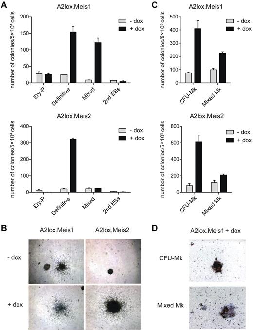 Figure 2. Meis1 and Meis2 increase the numbers of ES cell–derived definitive hematopoietic colonies in semisolid media. (A) ES cells with dox-inducible Meis1 (A2lox.Meis1) or Meis2 (A2lox.Meis2) were differentiated as EBs for 6 days before plating in methylcellulose media with cytokines as described in “Methods.” Hematopoietic colonies were quantitated after 6 days of growth on methylcellulose based on morphologies. Data represent the average of 3 experiments. Error bars represent SD. (B) Bright-field microscopy of definitive hematopoietic colonies derived from A2lox.Meis1 or A2lox.Meis2 ES cells with (+) or without (−) treatment with doxycycline (dox). Original magnification ×40. (C) A2lox.Meis1 or A2lox.Meis2 EBs were dissociated on day 6 after differentiation and plated in MegaCult-C media. After another 6 days, megakaryocyte colony formation was visualized by acetylthiocholine iodide and Harris hematoxylin counterstain, and CFU-Mk and mixed Mk colonies were quantitated. Data represent the average of 4 experiments. Error bars represent SD. (D) Bright-field microscopy of CFU-Mk and mixed Mk colonies derived from A2lox.Meis1 ES cells in the presence of dox. Original magnification ×100. CFU-Mk appeared brown because murine megakaryocytes express acetylcholinesterase, producing brown precipitate. Mixed Mk colonies were distinguished by the presence of nonmegakaryocytic cells within brown-staining cell clusters.