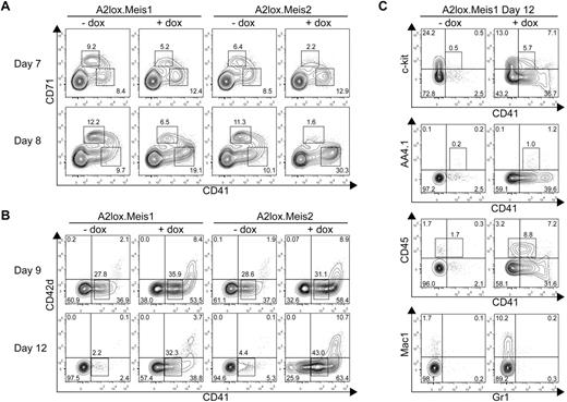 Figure 3. Meis1 and Meis2 inhibit erythroid progenitor differentiation but increase CD41+ hematopoietic progenitor differentiation from ES cells cultured on OP9 with hematopoietic cytokines. (A) A2lox.Meis1 or A2lox.Meis2 ES cells were differentiated as EBs for 6 days before plating on OP9-GFP cell monolayers and cytokines, and treated with (+) or without (−) doxycycline (dox) every 2 days until day 12. On days 7 and 8, cells were analyzed by FACS for CD71 and CD41 expression. Data shown are for cells gated for negative expression of GFP to exclude OP9 cells from the analysis. Numbers indicate the percentage of cells within each quadrant. (B) Cells were treated as in panel A and analyzed on days 9 and 12 for expression of CD42d and CD41. (C) Cells were treated as in panel A and analyzed on day 12 for expression of c-kit, AA4.1, CD45, Mac1, and Gr1.