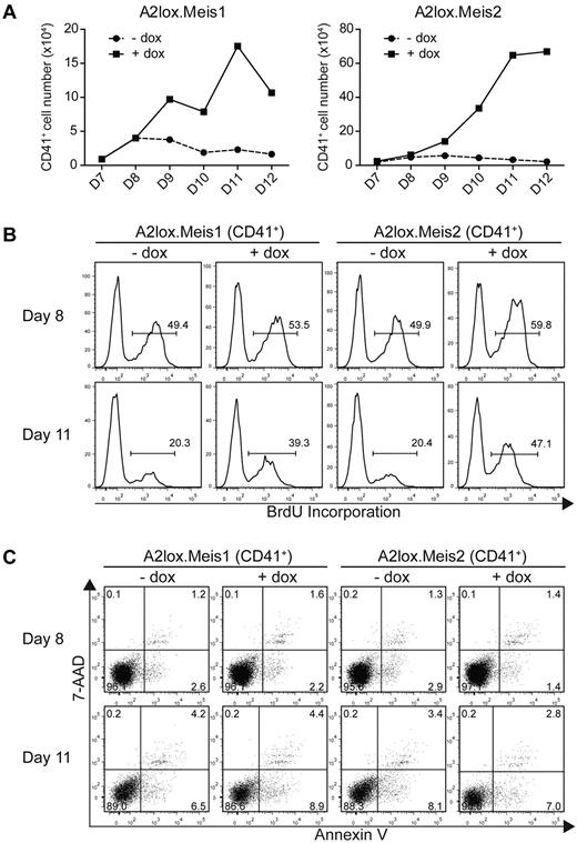 Figure 4. Meis1 and Meis2 maintain the proliferation of CD41+ hematopoietic progenitors from ES cells cultured on OP9 with hematopoietic cytokines. (A) A2lox.Meis1 (left panel) or A2lox.Meis2 (right panel) ES cells were differentiated as in Figure 3A and analyzed for total cell numbers and CD41 expression on the indicated days. Absolute CD41+ cell numbers were determined from the product of total cell counts, and the percentage of CD41+ expressing cells was determined by FACS. (B) Cells differentiated as in panel A were pulsed with BrdU for 3 hours on day 8 or day 11 and analyzed by FACS for CD41 expression and BrdU incorporation. Numbers indicate the percentage of BrdU+ CD41+ cells. (C) Cells differentiated as in panel A were analyzed by FACS for staining with annexin V and 7-AAD to label apoptotic cells and with anti-CD41 antibody to label hematopoietic progenitors. Numbers indicate the percentage of CD41+ cells within each quadrant.