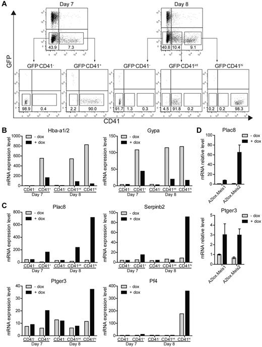 Figure 5. Identification of Meis1 and Meis2 target genes. (A) A2lox.Meis1 or A2lox.Meis2 ES cells were differentiated as in Figure 3A with or without treatment with doxycycline and were purified by cell sorting on day 7 or day 8 into the indicated populations based on levels of CD41 expression: CD41−, CD41+ (day 7) and CD41−, CD41int, and CD41hi (day 8). (B-C) Gene expression of A2lox.Meis2-derived populations with (+) or without (−) treatment by doxycyline (dox) was determined by microarray analysis. (B) Hemoglobin α (Hba-a1/2) and glycophorin A (Gypa) expression is shown for the indicated populations treated with (+) or without (−) dox. (C) Expression of placenta-specific 8 (Plac8), serine peptidase inhibitor, clade B, member 2 (Serpinb2), prostaglandin E receptor 3 (Ptger3), and platelet factor 4 (Pf4) is shown for the indicated populations and conditions. (D) Expression of Plac8 and Ptger3 by CD41hi day 8 cells treated with (+) or without (−) dox as described in panel A was determined by quantitative RT-PCR.