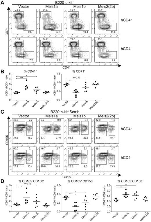 Figure 7. Meis1a and Meis1b inhibit the in vivo erythroid potential of the MEP. Stem/progenitor cell-enriched BM cells from donor mice were transduced with a control vector (IRES-hCD4) or a retroviral construct expressing Meis1a (Meis1a-IRES-hCD4), Meis1b (Meis1b-IRES-hCD4), or Meis2(2b) (Meis2(2b)-IRES-hCD4) as indicated. The transduced BM progenitor cells were transplanted into sublethally irradiated recipients and BM was analyzed 4 to 6 weeks later. (A) BM was analyzed for expression of hCD4, B220, c-kit, CD71, and CD41. Shown are 2-color contours of CD71 and CD41 expression for cells gated as B220− c-kit+. Numbers indicate the percentage of cells in the indicated gates. (B) The percentage of megakaryocytic progenitors (CD41+) or erythroid progenitors (CD71+) as in panel A was determined for both transduced (hCD4+) cells and nontransduced (hCD4−) cells within the same recipient. Shown is the ratio for each vector for megakaryocytic progenitors (CD41+) or erythroid progenitors (CD71+) as indicated. Each dot represents data from an individual recipient (n = 6). *P < .05. **P < .01. ***P < .001. (C) BM from recipients described in panel A was analyzed for expression of hCD4, B220, c-kit, Sca1, CD105, and CD150. Shown are 2-color contours of CD105 and CD150 expression for cells gated as B220− c-kit+ Sca1−. (D) The percentage of pre-MegE and MkP (CD105− CD150+), CFU-E (CD105+ CD150−), or granulocyte-macrophage progenitors and pre-GM (CD105− CD150−) progenitors was determined for both the transduced (hCD4+) and nontransduced (hCD4−) BM cells within the same recipient. Shown is the ratio of hCD4+ to hCD4− progenitors for each construct and cell population. Each dot represents data from one recipient mouse (n = 6). *P < .05. **P < .01. ***P < .001.