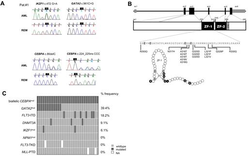 Figure 1. Additional genetic aberrations identified in biCEBPA mutant CN-AML. (A) Somatic mutations affected 3 key regulators of hematopoiesis, namely, CEBPA, GATA2, and Ikaros (IKZF1) in 1 CN-AML patient analyzed by exome sequencing (also see Table 1). Chromatograms are shown for both diagnostic AML samples and corresponding follow-up samples at complete remission (REM) from the same patients. (B) Structure of the human GATA2 gene with 5 coding exons is shown in black, and noncoding exons are shown in gray (top). The GATA2 protein structure includes the N- and C-terminal zinc finger domains (ZF1, ZF2) and the nuclear localization signal (NLS; middle). The amino acid sequence of the N-terminal ZF1 domain of GATA2 is detailed with cysteine residues that are responsible for zinc binding are shown in bold (bottom). Fifteen heterozygous missense mutations were detected in coding exon 4 of GATA2 in 13 of 33 biCEBPA patients (overall frequency, 39.4%). All GATA2 mutations clustered in the highly conserved N-terminal zinc finger domain (ZF domain) of GATA2. Positions A318, G320, and G321 were recurrently affected. The ZF1 also is illustrated as polypeptide chain with the amino acids (circles) targeted by mutations in black (bottom). (C) Frequency distribution of additional genetic aberrations in 33 biCEBPA patients. Each box indicates 1 patient. Dark gray boxes are indicative for patients who are positive for the respective mutation; light gray boxes indicate wild-type status. Missing information is shown as a white space. All 33 biCEBPA-mutated patients were NPM1 wild type and did not carry an additional FLT3-TKD or MLL-PTD. FLT3-ITD indicates internal tandem duplications in the FLT3 gene; FLT3-TKD, FLT3 mutations in the tyrosine kinase domain; MLL-PTD, partial tandem duplications in the MLL gene; and NPM1, nucleophosmin.
