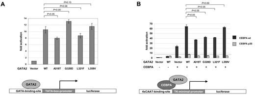 Figure 3. Analysis of GATA2 mutants by transcription assays in HEK 293T cells. Bars indicate fold activation of the luciferase reporters in at least 3 independent experiments, each performed in triplicates. Errors bars represent standard error of the mean. P values are indicated for pairwise comparisons using Student t test. (A) A GATA2-responsive reporter (GATA-LUC) containing GATA-binding elements derived from the TCRδ enhancer was cotransfected with expression plasmids for either GATA2 wild-type or GATA2 mutants. A reduced activation was observed for mutants A318T and L321F compared with wild-type GATA2. In contrast, an increased activation was observed for the G320D mutant. The L359V mutant of GATA2, located in ZF2, which is found in ∼ 10% of patients at the progression of CML to AML,21 did not show a significant difference in transcriptional activation compared with wild-type GATA2. (B) A CEBPA-responsive reporter (4xCAAT-BS-TK-LUC) containing CEBPA-binding elements was cotransfected with expression plasmids for wild-type CEBPA or a p30 CEBPA truncation mutant in combination with either GATA2 wild type or GATA2 mutants. Enhancement of CEBPA-dependent transcriptional activation by wild-type GATA2 was significantly reduced for all the ZF1-mutants but not for L359V ZF2 mutant. Residual activation of the reporter by the p30 CEBPA truncation mutant was enhanced by coexpression of wild-type GATA2 (dashed line), but this enhancement was markedly reduced for all of the GATA2 mutants tested.