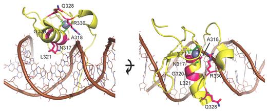 Figure 5. Model of N-terminal zinc finger of GATA2. Model of ZF1 (yellow ribbon with brown DNA and gray zinc ion), based on the crystal structure of the DNA complex of the highly homologous zinc finger of GATA338 (PDB accession 3DFV). Mutated residues (magenta) are annotated and displayed with side chains. The mutations cluster at the DNA binding side of ZF1, suggesting they perturb DNA binding. Based on the homology model, N317, A318, L321, and R330 are directly implicated in DNA binding, so mutations in these residues probably alter the affinity to DNA or prevent DNA binding. G320 is important for proper attachment of an adjacent β-hairpin loop that provides additional DNA binding contacts. Q328 is not directly involved in DNA binding. However, Q328P could either affect the backbone fold of ZF1 and indirectly alter DNA binding by perturbing the adjacent R330, or alternatively is involved in interaction with other domains such as ZF2. All in all, the location of the mutations suggests that they influence DNA binding of ZF1.