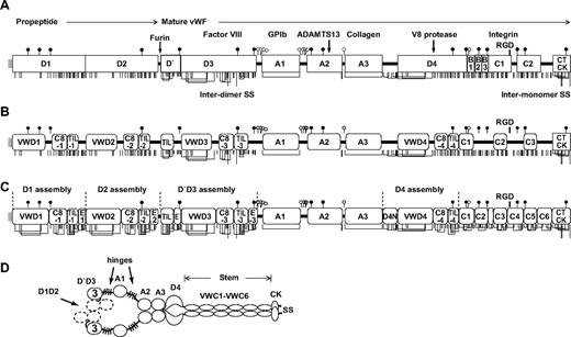 Figure 1. VWF domain annotations. Cysteines are shown as vertical lines and are connected for chemically defined disulfide bonds.13,14 N- and O-linked glycans are shown as closed and open lollipops, respectively.12 (A) Commonly used domain assignment in the literature.2 (B) Annotation in protein databases according to regions of sequence homology. (C) Domain architecture assigned in the present study. Additional disulfide bonds are from predictions described in the text. Boundaries of D assemblies are shown as vertical dashed lines. (D) Dimeric bouquets in acidic pH as found in the Golgi. Organization of the A1-CTCK region is from Zhou et al.17 Organization of the D1-A1 region is predicted based on data of Huang et al.16