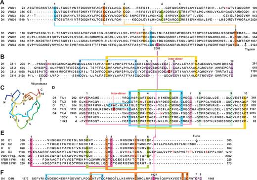 Figure 2. Sequence and structural modules present in D assemblies. (A) VWD modules. (B) C8 modules. (C) Structure of a TIL domain (PDB code 1CCV) in a rainbow representation (blue N to red C) with cysteines numbered and disulfide bonds shown in yellow. (D) TIL modules. (E) E modules. (F) The unique D4N module. Cysteines characteristic of each type of module are numbered above the sequences and are color coded and connected with colored lines as follows: in panel A, all disulfides are defined chemically in 1 or both of D3 and D4; panels B and D through F, disulfide bonds defined chemically in D′D3 or D4 are shown as horizontal connecting lines above the alignments, except in 4 cases of disagreement with homology-defined disulfides (see supplemental Methods); and disulfides suggested by homology are shown as horizontal connecting lines below the alignments. Cleavage sites referred to in the text are marked with arrows. N- and O-linked glycosylation sites12 are shown in red.