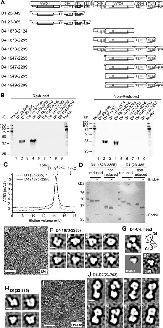 Figure 3. Expression and visualization of D assemblies. (A) D1 or D4 constructs. Cysteines are shown in vertical lines, and are connected for known and predicted disulfide bonds. (B) Expression of constructs by transient HEK293S GntI− transfectants as measured by Western blotting with anti-His tag of equal quantities of supernatants subjected to SDS 10% PAGE. (C) Superdex 200 gel-filtration of purified D1 (23-385) and D4(1873-2255) in 20mM Bis-Tris, pH 6.2, 0.15M NaCl, and 10mM CaCl2. Elution positions of calibration proteins are marked. (D) SDS-PAGE of D1 and D4 constructs with and without endoglycosidase H treatment stained with Coomassie blue. (E) Raw EM image of D4(1873-2255) in 20mM Bis Tris, pH 6.2, 0.15M NaCl, and 10mM CaCl2. (F) Representative class averages of D4(1873-2255). (G) Comparison between class averages of D4-CK head (aligned with a radius of 12 nm) and D4 (1873-2255). (H) Representative class averages of D1 (23-385) monomers at pH 6.2. (I) Raw EM image of D1-D2 (23-763) in 20mM HEPES, pH 7.4, and 0.15M NaCl. (J) Representative class averages of D1-D2. Scale bars represent 50 nm in raw images and 5 nm in class averages.