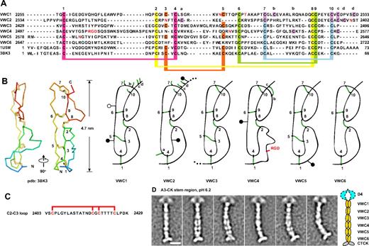 Figure 4. VWC repeats. (A-B) VWC sequence and structure. VWC sequences in VWF are aligned with one another and with structurally characterized VWC domains (A) and shown schematically in relation to structure (B). Conserved cysteines (numbered) and extra cysteines (lettered) are located in both panels A and B. N- and O-linked glycosylation sites are in red (A) and shown as closed and open lollipops, respectively (B). (C) Segment between VWC2 and VWC3 containing 2 local disulfide bonds.13 (D) Representative class averages of the A3-CK dimeric bouquet, aligned centering on the fourth globule in the stem region, with a radius of 20 nm. Scale bar represents 10 nm.