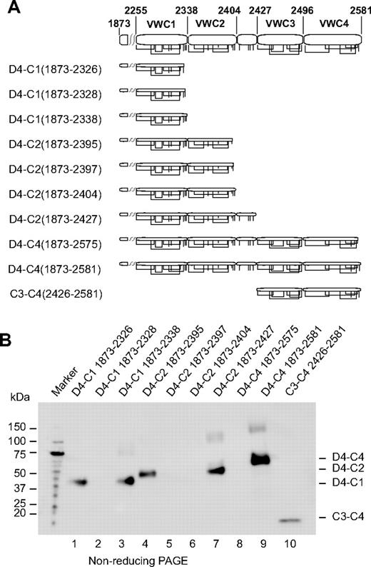 Figure 5. Expression of VWC constructs. (A) Diagram of constructs. Cysteines are shown as vertical lines and are connected according to predicted linkages. (B) Anti-His tag Western blot. Supernatants (equal volumes) from HEK293S GnTI− transient transfectants were subjected to nonreducing SDS 4%-15% gradient PAGE and Western blotting.
