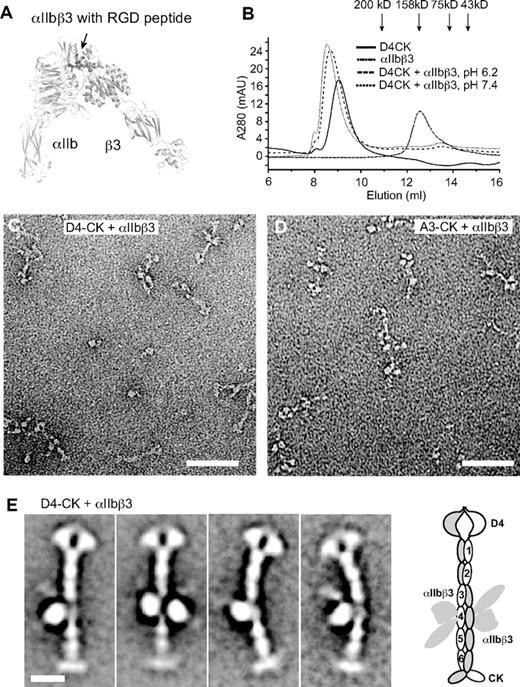 Figure 6. Binding of the integrin αIIbβ3 headpiece to the VWF D4-CK fragment. (A) Overall shape of the open αIIbβ3 headpiece (PDB code 2VDR and 3FCS), including the β-propeller and thigh domains in αIIb and PSI, hybrid, βI, and I-EGF1 domains in β3 subunit. Arrow shows the position of the RGD-binding site. (B) Superdex 200 gel filtration of VWF D4-CK, αIIbβ3 headpiece, and their complex in 5mM MnCl2, 0.5mM CaCl2, and 0.1M NaCl and in 20mM buffer of either Bis-Tris, pH 6.2, or HEPES, pH 7.4. (C) EM image of the complex of D4-CK with the αIIbβ3 headpiece at pH 6.2. (D) EM image of the complex of A3-CK with the αIIbβ3 headpiece at pH 6.2. (E) Representative class averages of complex of D4-CK with the αIIbβ3 headpiece. A schematic of integrin binding to VWF is shown to the right. Scale bars represent 50 nm in images and 10 nm in class averages.