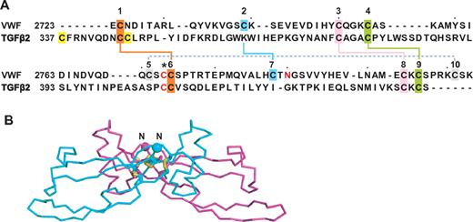 Figure 7. CTCK domain. (A) Sequence alignment of VWF CTCK domain and TGF-β2 taken from Meitinger et al.8 Disulfides found both chemically14 and predicted8 or only predicted8 are shown with solid or dashed lines, respectively, and the cysteine predicted to form the interchain disulfide is shown with an asterisk. (B) Ribbon diagram of TGF-β2 crystal structure.40 The most N-terminal region that does not align to VWF CTCK is deleted. The new N-terminus is shown as a Cα sphere.