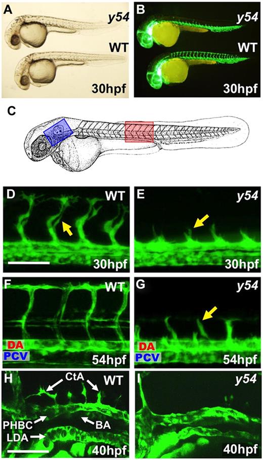 Figure 1. Zebrafish y54 mutants show angiogenic defects in embryogenesis. (A-B) Transmitted light (A) and fluorescence microscopy (B) images of 30-hours postfertilization (hpf) Tg(fli-EGFP)y1 y54 mutant and wild-type sibling zebrafish. (C-G) Trunk intersegmental vessel angiogenesis defects in y54 mutants. (C) Diagram of a zebrafish embryo with the red box highlighting the region shown in panels D through G and with the blue box highlighting the region shown in panels H and I. (D-G) Confocal images of trunk vessels in 30-hpf (D-E) or 54-hpf (F-G) Tg(fli-EGFP)y1 wild-type (WT) sibling (D,F) or y54 mutant (E,G) zebrafish, showing formation of the vasculogenic dorsal aorta (DA) and posterior cardinal vein (PCV) but failure to properly form the angiogenic intersegmental vessels (arrows) in y54 mutants (lateral view, anterior to the left). (H,I) Confocal images of cranial vessels in 40-hpf Tg(fli-EGFP)y1 wild-type sibling (H) or y54 mutant (I) zebrafish (lateral view, anterior to the left). The lateral dorsal aorta (LDA), primordial hindbrain channel (PHBC), and basilar artery (BA) are present, but the angiogenic central arteries (CtAs) fail to form in y54 mutants. Scale bars = 100 μm (D-G) and 50 μm (H-I).