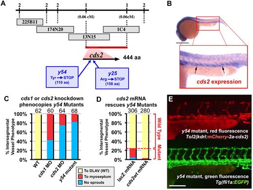 Figure 2. y25/y54 are mutations in cds2. (A) Genetic map of the cds2 interval on linkage group LG5, showing the number of recombinants (of a total of 745 mutant embryos) for tested markers in the interval (numbers above line), BAC clones (gray boxes), the critical interval defined by 1 recombinant on each side (red bar), and the position of the cds2 gene. Missense mutations leading to premature stop codons in the 2 separate cds2 mutations are also noted. (B) In situ hybridization of 24-hours postfertilization (hpf) wild-type zebrafish embryo probed for cds2, showing vascular-enriched expression (arrows). (C) Quantitation of the intersegmental vessel phenotypes of wild-type–, CDS1-, or CDS2-morpholino–injected wild-type and y54 mutant 30-hpf Tg(fli-EGFP)y1 zebrafish. (D) Quantitation of the intersegmental vessel phenotypes of 30-hpf Tg(fli-EGFP)y1 y54 mutant zebrafish injected with either lacZ mRNA (left column) or wild-type cds2 mRNA (cds2wt; right column). The bars in panels C and D show the percentages of intersegmental vessels (ISVs) that have failed to sprout (blue), ISVs that have grown only up to the horizontal myoseptum half way up the trunk (red), and ISVs that have grown all the way to the dorsal trunk to form the dorsal longitudinal anastomotic vessel (DLAV; yellow). The number of embryos counted for each injection condition in panels C and D is shown at the top of each column, with 10 trunk segments counted per embryo. (E) Fluorescence microscopy images of the trunk of a 48-hpf Tg(fli-EGFP)y1 y54 mutant injected at the 1 cell-stage with a Tol2(flk1:mCherry-2a-cds2) transgene driving simultaneous expression of mCherry (top panel, red) and wild-type CDS2 in endothelial cells (marked by EGFP expression in bottom panel). Growth of ISVs is rescued. Scale bars = 800 μm (B) and 200 μm (E). CDS indicates CDP-diacylglycerol synthetase; EGFP, enhanced green fluorescent protein; MO, morpholino oligonucleotide; and WT, wild-type.