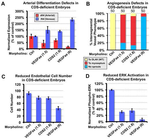Figure 3. CDS2 deficiency blocks VEGFA signaling transduction. (A) cds2 knockdown results in decreased arterial and increased venous marker expression in zebrafish embryos. Wild-type zebrafish embryos were injected at the 1- to 2-cell stage with either control morpholino (ctrl; 6 pg), low-dose (1.5 pg) vegfaa morpholino, full-dose (1.8 pg) cds2 morpholino, or full-dose (6 pg) vegfaa morpholino. Trunk tissues were collected at 24 hours after fertilization (hpf) and used for quantitative RT-PCR with primers amplifying either arterial marker dll4, venous marker flt4 (vegfr3), or β-actin (internal control). Red columns show dll4 expression, and blue columns show flt4 expression; both were normalized to levels in control morpholino-injected animals. (B) Low-dose vegfa morphants phenocopy cds2 morphants. Quantitation of the intersegmental vessel (ISV) phenotypes of 48-hpf Tg(fli-EGFP)y1 wild-type zebrafish injected as in panel A. The bars show percentages of ISVs that have failed to sprout (blue), ISVs that have grown only up to the horizontal myoseptum half way up the trunk (red), and ISVs that have grown all the way to the dorsal trunk to form the dorsal longitudinal anastomotic vessel (DLAV; yellow). The number of embryos (n = 50) counted for each injection is shown at the top of each column, with 10 trunk segments counted per embryo (for a total of 500 segments). (C) CDS2 deficit causes reduced endothelial cell proliferation. Tg(fli-nEGFP)y7 transgenic zebrafish embryos were injected with morpholinos as in panel A. The average number of endothelial cells present in the 3 posterior-most trunk segments was measured in each of 10 embryos at 26 hpf. (D) Reduced VEGFA signaling in cds2 and vegfa morphants. Wild-type zebrafish embryos injected as in panel A were collected at 24 hpf for trunk tissue harvest and immunoanalysis with the use of anti-total ERK1/2 and anti–phospho-ERK1/2 antibodies. The level of activated phospho-ERK is normalized to total ERK level. ERK activation level in control embryos was set to 100%. Ctrl indicates control; CDS, CDP-diacylglycerol synthetase; and WT, wild-type.