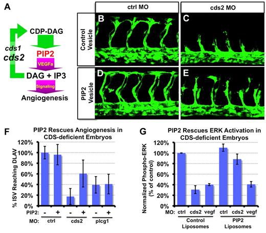 Figure 4. Exogenous PIP2 restores angiogenesis in CDS2 morphants. (A) Simplified schematic diagram of phosphoinositide recycling and its relation to VEGF signal transduction and angiogenesis. VEGF/phospholipase C γ (PLCG) signaling converts phosphatidylinositol-4,5-bisphosphate (PIP2) to diacylglycerol (DAG) and inositol triphosphate (IP3). CDP-DAG synthetase (CDS) activity is required for resynthesis of CDP-DAG and PIP2. (B-F) Exogenous PIP2 rescues intersegmental vessel (ISV) growth in cds2-deficient zebrafish in vivo. Tg(fli-EGFP)y1 zebrafish, injected with control (1.8 pg) cds2 (1.8 pg), low-dose plcg1 (3 pg), or low-dose VEGFaa (1.5 pg) morpholino at 1- to 2-cell stage, received an additional intermyotomal injection of liposome without (−) or with (+) PIP2 at 18 hours after fertilization (hpf), as noted. (B-E) Shown are representative confocal images of zebrafish trunk vasculature, which were obtained at 30 hpf. (F) Quantitation of the percentage of ISVs reaching dorsally to form the dorsal longitudinal anastomotic vessel (DLAV). Twenty embryos were counted for each group, with 11 trunk segments counted per embryo. (G) Exogenous PIP2 rescues ERK activation in cds2-deficient zebrafish in vivo. Trunk tissues were collected at 30 hpf and then assayed by immunoblotting with anti-ERK1/2 and anti–phospho-ERK1/2 antibodies. Normalization was performed as described in Figure 3D. Scale bars = 100 μm (B-E). Ctrl indicates control; MO, morpholino oligonucleotide; plcg1, phospholipase C γ1.