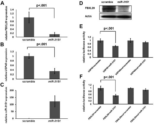 Figure 5. Validation of FBXL20 and USP40 as direct targets of miR-3151. Expression levels of FBXL20 and USP40 as determined by RT-PCR in KG1 cells infected in triplicate with miR-3151 compared relative to scramble control are shown. Forced miR-3151 expression resulted in an 85% decrease of FBXL20 (± SD; A) and a 66% decrease of USP40 expression levels (± SD; B, both P < .001; expression levels are displayed relative to scramble control). (C) Validation of increased miR-3151 expression levels after lentiviral infection. (D) Western blot of FBXL20 expression comparing miR-3151 infected KG1 cells versus scramble control. miR-3151 expression results in elimination of the FBXL20 protein. The effect of miR-3151 on luciferase activity is shown for the FBXL20 (E) and USP40 (F) 3′-UTRs (cloned 3′ of the luciferase gene). The addition of miR-3151 resulted in a decrease of luciferase activity compared with scramble control of 54% for FBXL20 and of 33% for USP40 (± SD; both P < .001). This effect was abrogated after mutation of the respective binding sequences of the predicted miR-3151–binding sites.