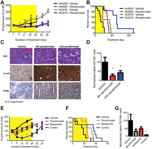 Figure 4. Drug activity in tVk*MYC mice. (A) C57BL/6 mice bearing transplanted Vk*MYC tumor (Vk4929 or -3478) were treated with panobinostat alone (4929, n = 16; 3478, n = 6; 25 mg/kg for 4 days followed by 15 mg/kg for 3 weeks) or vehicle control (4929, n = 15; 3478, n = 6; D5W, dextrose water) for a total period of 4 weeks. Serum paraprotein was assessed on day 1 and then weekly for 6 weeks and presented as mean change from levels on day 0 (mean ± SEM). *P < .05 vs Vk4929 vehicle treated. #P < .05 vs Vk3478 vehicle treated. (B) Survival of Vk4929 or -3478 mice treated with panobinostat alone or vehicle (D5W). Median survival of mice treated with panobinostat alone was 36.5 days and 64 days compared with vehicle control-treated mice of 16 days and 32.5 days in Vk4929 or -3478 mice, respectively (P < .05). (C) H&E, acetylated histone H3 and TUNEL-stained BM sections from tVk*MYC 4929 tumor after 8 hours and 12 hours treatment with panobinostat (25 mg/kg) compared with vehicle control (D5W). (D) FACS analysis of viable CD138+/B220− PCs in the BM of Vk4929 mice after 8 hours and 12 hours treatment with panobinostat (25 mg/kg) compared with vehicle control (D5W). Values are normalized to the percentage of PCs in vehicle control treated BM (100%). *P < .05. (E) Vk4929 mice were treated with panobinostat (20 mg/kg, days 1-2, reduced to 10 mg/kg onwards to reduce toxicity, n = 7), bortezomib (0.5 mg/kg, twice weekly, n = 7), the combination of both agents (n = 7) or vehicle control (D5W, n = 7) for 4 weeks. Serum paraprotein was assessed on day 1 and then weekly for 6 weeks and presented as mean change from levels on day 0 (mean ± SEM). *P < .05 vs vehicle control. (F) Survival of Vk4929 mice treated with panobinostat, bortezomib, the combination of both agents and vehicle control (D5W). Median survival of mice were as follows: panobinostat alone 32 days; bortezomib alone 24 days; the combination of both agents 36 days; vehicle control-treated mice 18 days. (G) FACS analysis of viable CD138+/B220− PCs in the BM of Vk4929 mice after 5 days of treatment with panobinostat (10 mg/kg daily), bortezomib (0.5 mg/kg, days 1 and 4), the combination of both agents or vehicle control (D5W). Values are normalized to the percentage of PCs in vehicle control treated BM (100%). *P < .05 vs vehicle control.