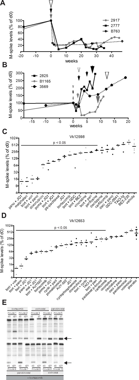 Figure 5. Establishment and characterization of bortezomib-resistant Vk*MYC tumors. (A) M-spike levels (normalized to day 0) of 2 mice (2917 and 2777) treated with bortezomib at 0.5 mg/kg (gray and black lines) or 1 mouse (B763) at 1 mg/kg (dotted line) for 2 weeks (1 cycle). Arrowheads indicate the time of administration of 1 cycle of therapy, their color refers to the treated mouse and their size is proportional to the drug dosage (medium = 0.5 mg/kg, large = 1 mg/kg). (B) M-spike levels (normalized to day 0) of 3 mice (2825, B1165, and 3569) treated with continuous escalating doses of bortezomib. Arrowheads and their size indicate treatment: small = 0.16 mg/kg, medium = 0.25 mg/kg, large = 0.5 mg/kg, and their color refers to the treated mouse. (C-D) Response to single or combination treatment of 2 independent bortezomib-resistant Vk*MYC tumors (Vk12598 and Vk12653) propagated by serial transplantation into congenic wild-type (wt) mice. M-spike levels at day 14 normalized to day 0 are shown in log2 scale. Each dot represents a mouse. Bars show median day 14 M-spike levels normalized to day 0. The P value of active drugs compared with vehicle is shown. (E) SPEP performed on the Vk12598 line of bortezomib-resistant mice shows effective bortezomib + HDACi combination treatment but ineffective single-agent activity of these 2 drug. Arrows point to M-spikes.