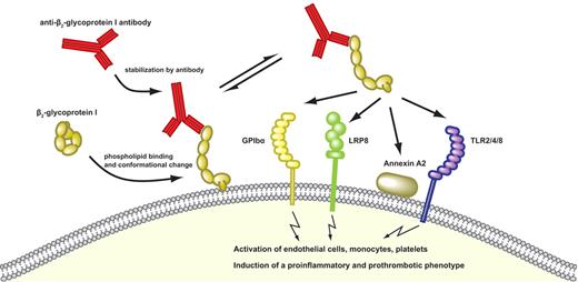 Figure 2. Sequence of events leading to cellular activation by β2GPI-antibody complexes. β2GPI is not recognized by pathologic anti-β2GPI antibodies in the circulation. When negatively charged, phospholipids become exposed, and β2GPI will bind to this surface and change conformation. This step exposes a cryptic epitope in domain I that is recognized by the pathologic antibodies. The antibody fixes β2GPI in this conformation, and the antibody–β2GPI complex can subsequently interact with several surface receptors, such as glycoprotein Ibα (GPIbα), LRP8, annexin A2, and several members of the TLR family (TLR2, -4, and -8). Because receptor and phospholipid binding are mutually exclusive, the β2GPI–antibody complex probably dissociates from the surface before it can interact with a surface receptor.