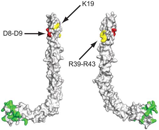 Figure 3. Residues in the crystal structure of β2-GPI that are involved in the interaction with ligands. Domain I contains 2 primary antibody binding sites (highlighted in yellow): the region around Lys19 and the region spanning Arg39 to Arg43. Mutation of residues Asp8 and Asp9 (highlighted in red) enhances the binding of antiphospholipid antibodies to domain I. Domain V contains the phospholipid binding site, which overlaps with the site that interacts with LA1 of LRP8 (highlighted in green).110