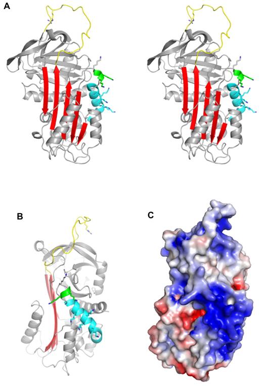 Figure 1. Crystal structure of native PN1. (A) A stereo diagram representation of PN1 (monomer B) is shown in the classic orientation, with the RCL (yellow) on top and β-sheet A (red) facing. The missing N-terminal portion of the RCL is included for clarity, and the P1 arginine side chain is shown as sticks. Helix D is colored cyan, and the 310 helix C-terminal to helix D is green. Putative heparin-binding lysine side chains are shown to illustrate their distribution. (B) Native PN1 is colored as in panel A but oriented so that the heparin-binding site (helix D) is facing. (C) The surface electrostatic representation of PN1 is shown in the orientation of panel B (blue for positive and red for negative).