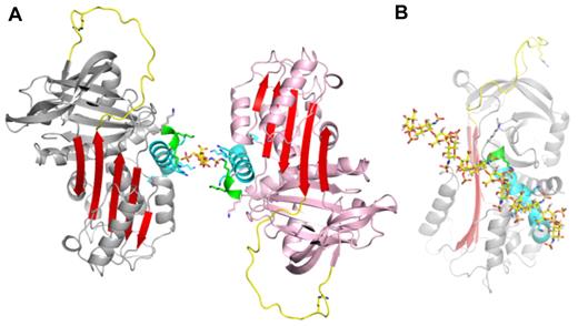 Figure 2. Observed heparin-binding mode of PN1. (A) A single heparin disaccharide unit (yellow sticks) was built into electron density between 2 loosely associated monomers. This alternate asymmetric unit is “glued” together by heparin that is juxtaposed between the 2 highly basic heparin-binding sites (structural elements of both molecules are colored as in Figure 1, with remaining regions in gray or pink). (B) An extension of the disaccharide to a decasaccharide along the 2-fold axis nicely satisfies the charged groups along helix D (oriented as in Figure 1B).