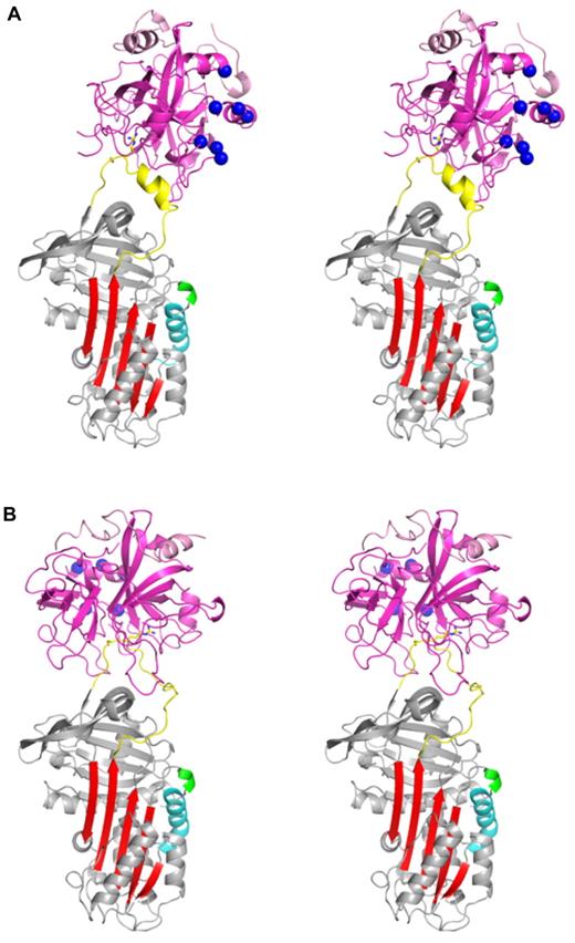Figure 3. Stereo views of the crystal structures of two separate encounter complexes between PN1 and thrombin. (A) Complex 1 is shown with PN1 colored as described in Figure 1 and thrombin colored magenta. The P1 arginine and P1′ serine side chains are shown as sticks, and the heparin-binding residues of thrombin's exosite II are depicted as blue balls. In complex 1 the heparin-binding sites of PN1 and thrombin are in close proximity and aligned. (B) Complex 2 is shown, colored as in panel A. Thrombin has rotated by 130° so that its heparin-binding site is now oriented toward the back, away from the heparin-binding helix of PN1 (cyan).