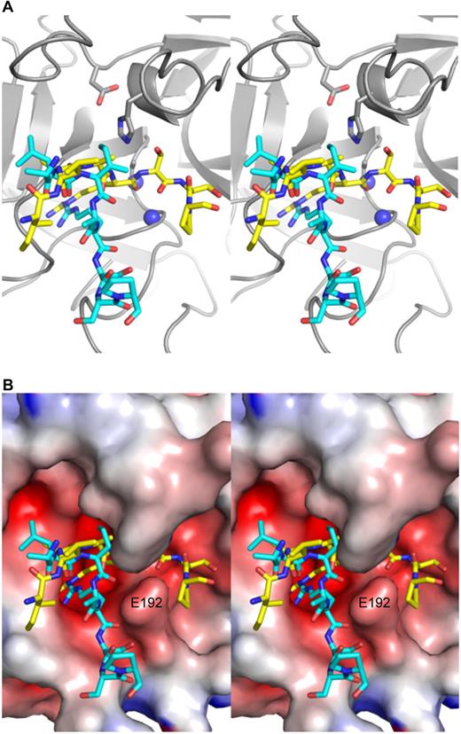 Figure 4. Close-up stereo views of the P5-P3′ region of the RCL of PN1 in the active site of thrombin for the 2 complexes. (A) Thrombin is shown in ribbon diagram (gray) in the standard orientation, with the side chains of the catalytic triad shown as sticks and the oxyanion hole represented by blue balls. The RCL of complex 1 is in cyan and that of complex 2 is in yellow, and both are in stick representation from P5 (left) to P3′ (right). In complex 1, the main chain oxygen atom of P1 arginine is not hydrogen bonded to the oxyanion hole. (B) A surface view of thrombin (colored according to electrostatics) illustrates how the RCL of the first complex exits the active site of thrombin at P1′, and how the side chain of Glu192 (indicated) serves to bifurcate the active site into a productive engagement channel (occupied by the RCL of PN1 in complex 2, yellow), and a nonproductive channel (occupied by the RCL of PN1 in complex 1, cyan).