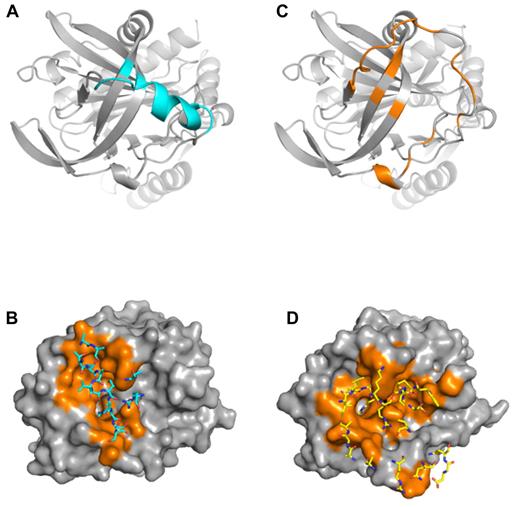 Figure 5. Contact regions for PN1 and thrombin in complexes 1 and 2. (A) Ribbon diagram of the top of PN1 of complex 1 is colored cyan to illustrate regions in contact with thrombin (residues with atoms within 5 Å). The principal contacts are the RCL, with only 3 residues comprising the exosite. (B) Surface representation of thrombin (gray, with contact residues in orange) illustrates the extent of interaction with PN1 in complex 1. Contacting PN1 residues are shown as sticks and colored cyan. (C) PN1 from complex 2 is shown in the same orientation as in panel A, colored orange to indicate the extensive interface with thrombin. (D) Surface of thrombin interacting with PN1 in complex 2 is shown, colored as in panel B, but with PN1 residues shown as yellow sticks.