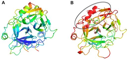 Figure 6. Thrombin from complexes with PN1 colored according to B-factors. Ribbon diagram of thrombin is shown in the standard orientation, colored in rainbow according to B-factor (from blue to red, corresponding to B-factors from 20 Å2 to 80 Å2). Thrombin from complex 1 (A) is ordered and mostly blue; however, thrombin from complex 2 (B) is highly disordered (red), particularly in the exosite II region (indicated by oval).