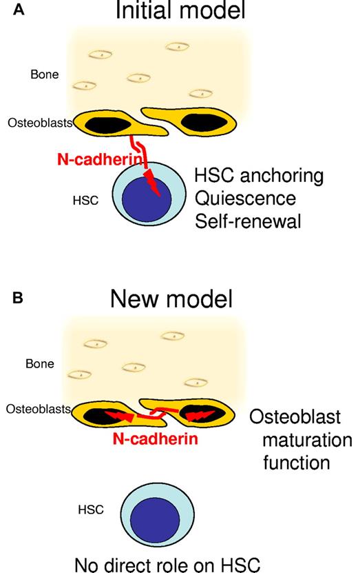 N-cadherin regulates osteoblasts but not HSCs. (A) The initial observation of the osteoblastic niche suggested a model in which N-cadherin was expressed by both spindle-shaped osteoblasts and hematopoietic stem cells (HSCs). Homotypic adhesion between N-cadherin expressed by osteoblasts and N-cadherin expressed by HSCs enables HSC anchoring in the niches and signals quiescence and self-renewal to HSCs. (B) In the new model, N-cadherin is only expressed by osteoblasts, not by HSCs. Deletion of N-cadherin in osteoblasts alters osteoblast function and maturation but has no effect on HSC behavior.